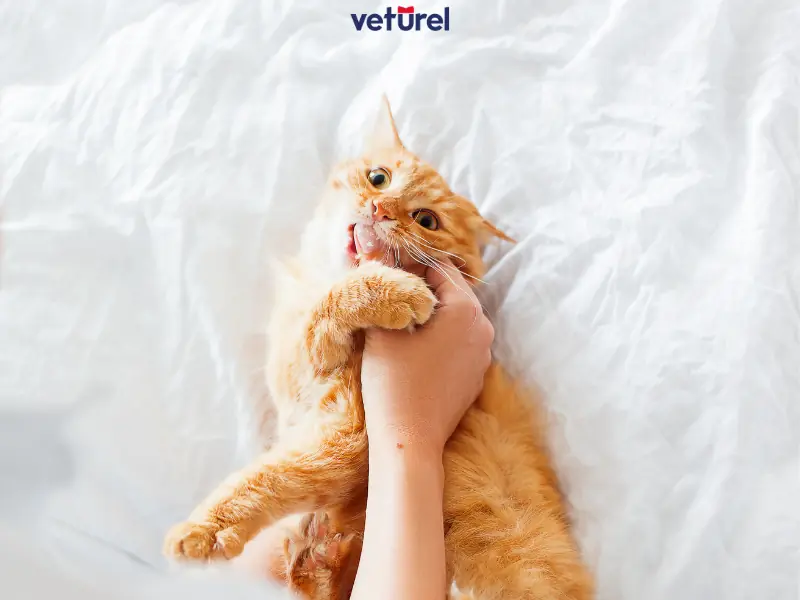 yavru kediler neden ısırır