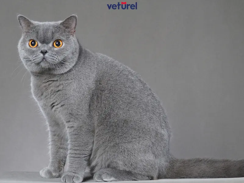 british shorthair kedilerde eklem ağrısı