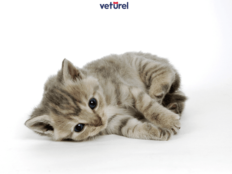 yavru kedilerin karnı neden şişer