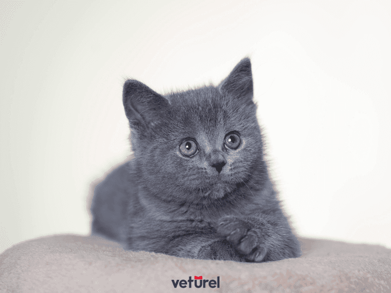 british yavru kedi