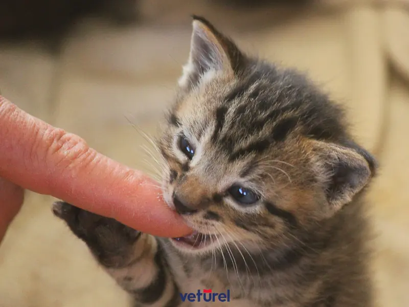 yavru kediler neden ısırır