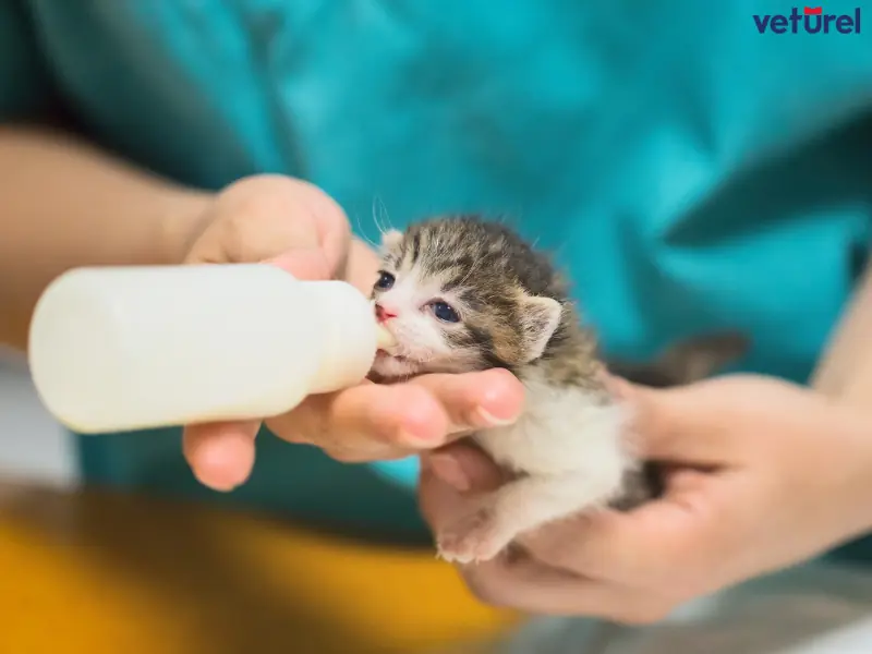 kedilere süt verilir mi 