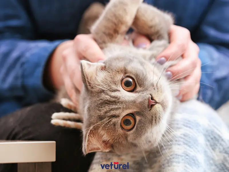 kedilerde kornea çizilmesi