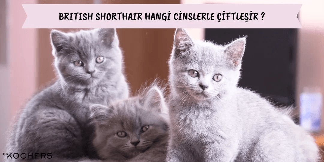 British Shorthair Hangi Cinsle Çiftleşir ?