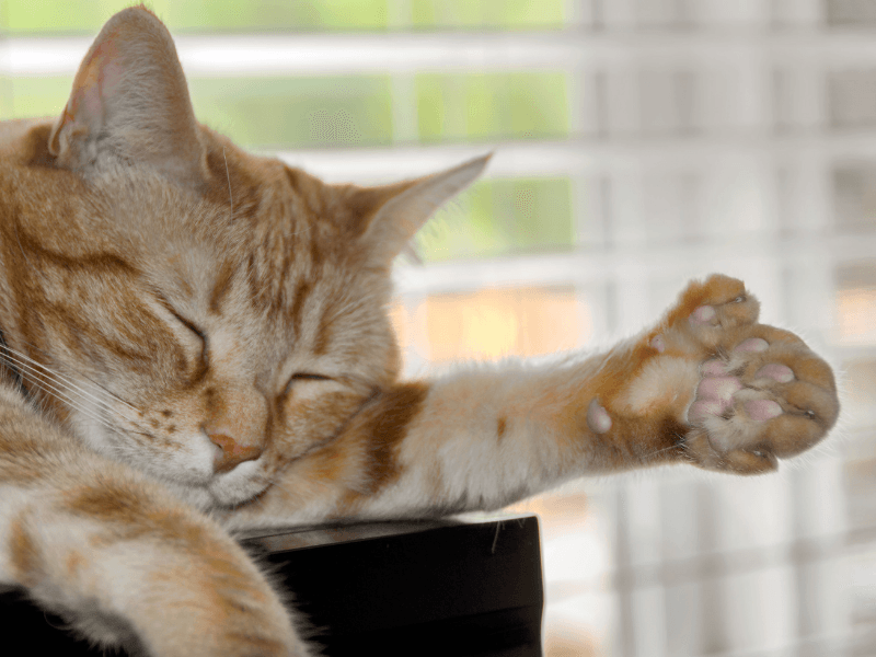 polidaktili kedi