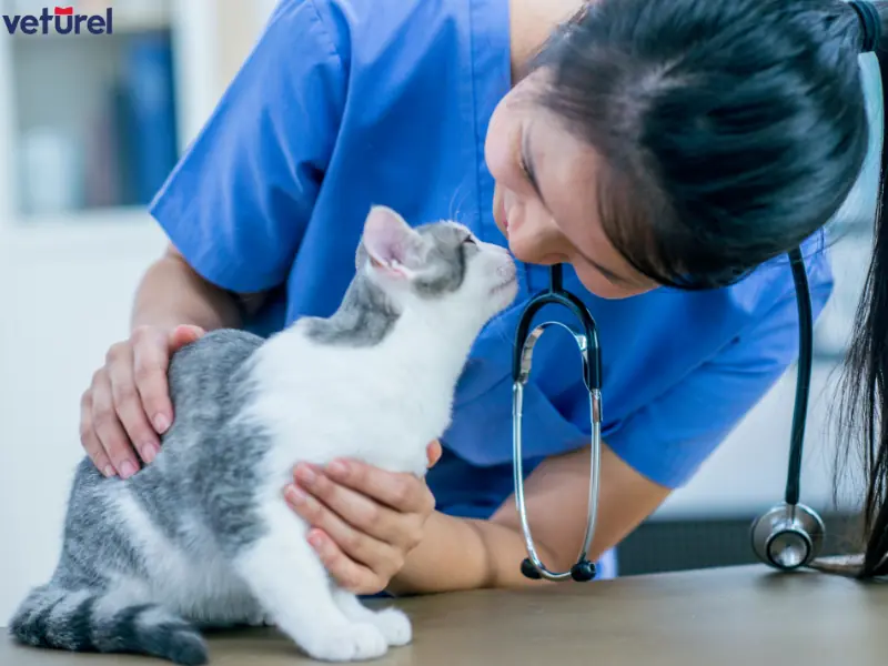 kedilerde idrar yolu enfeksiyonu