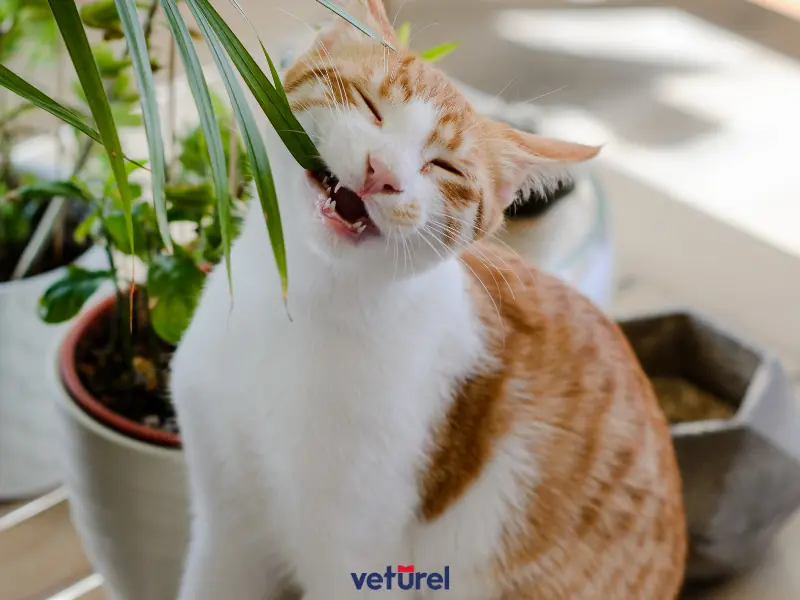 kediler için zehirli bitkiler