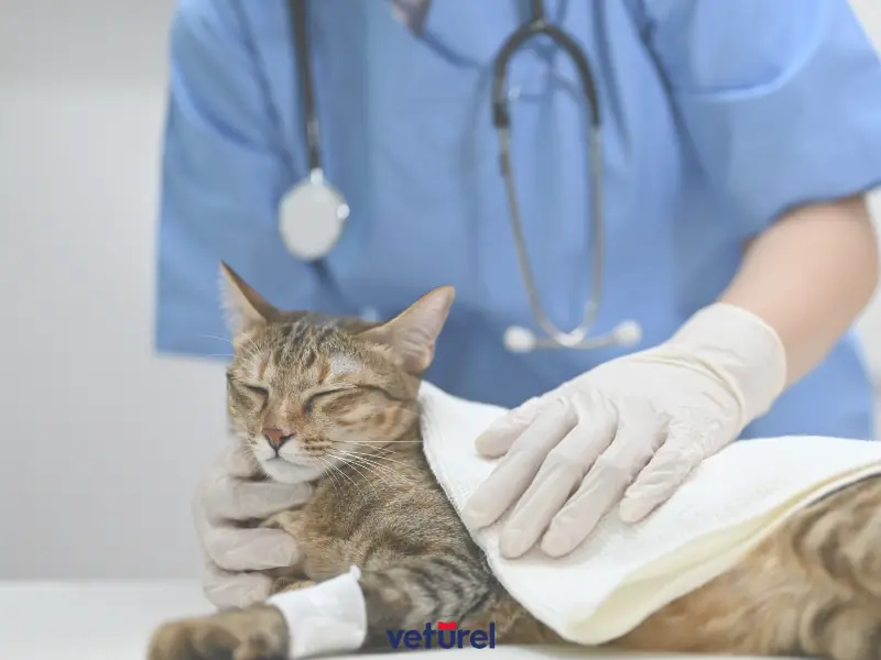 kedilerde ishali ne keser 