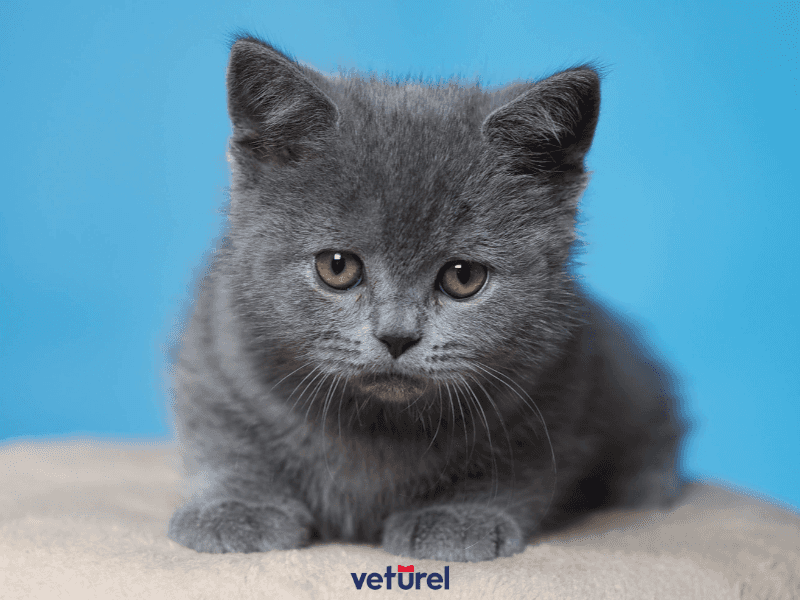 british yavru kedi