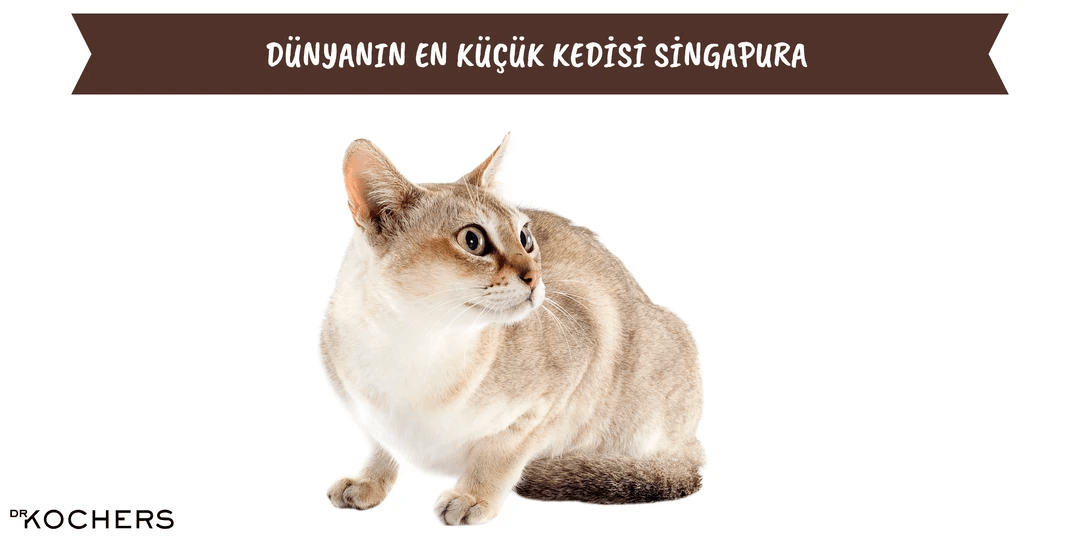 Dünyanın En Küçük Kedisi Singapura
