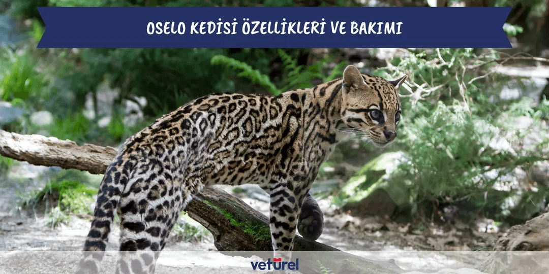 Oselo Kedisi Özellikleri ve Bakımı