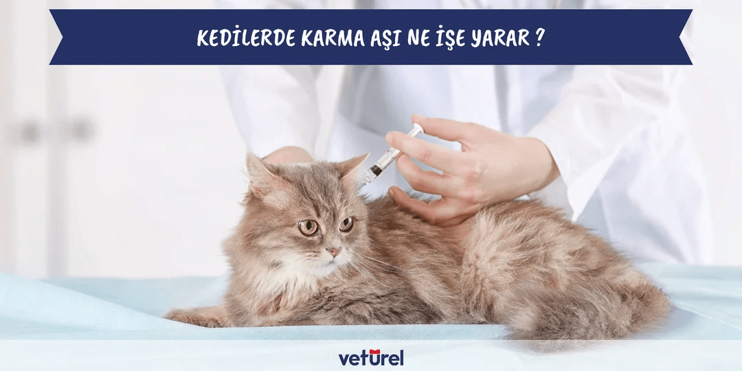 Kedilerde Karma Aşı Ne İşe Yarar ?