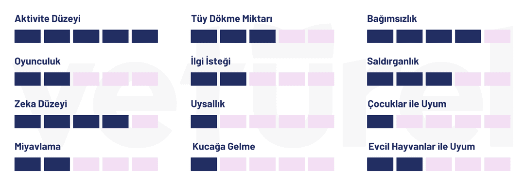 oselo kedisi 
