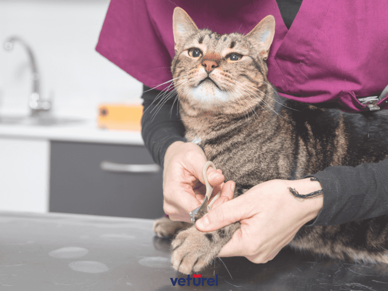 kedi tırnağı nasıl kesilir ?