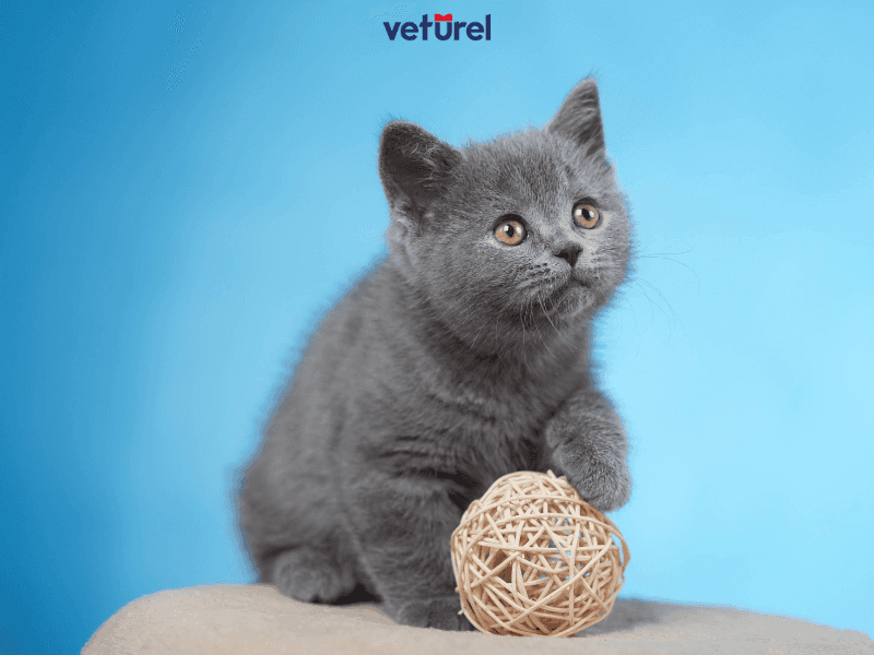 british yavru kedi