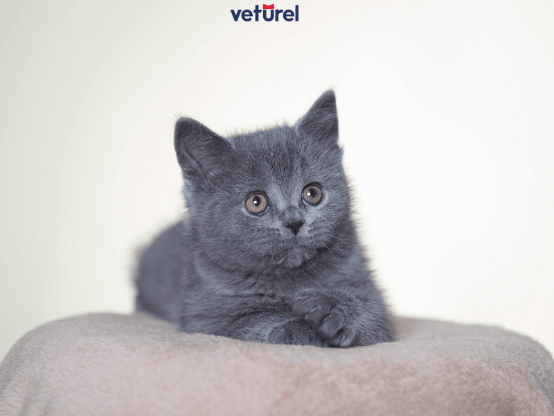 british kedi tüy döker mi 