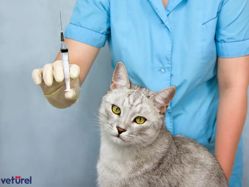 kedi lösemi aşısı