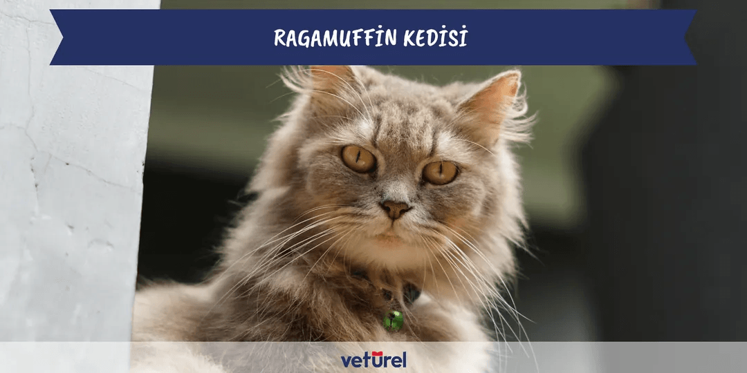 Ragamuffin Kedisi Özellikleri ve Bakımı