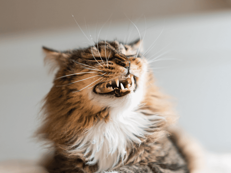 hırçın kedi nasıl sakinleştirilir