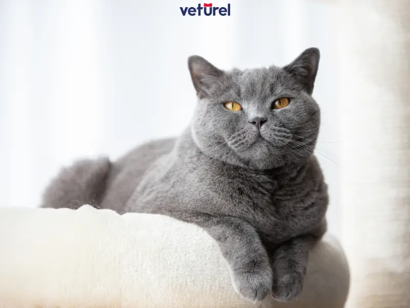 kedilerde bağışıklık güçlendirici