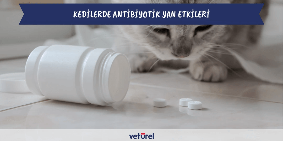 Kedilerde Antibiyotik Yan Etkileri