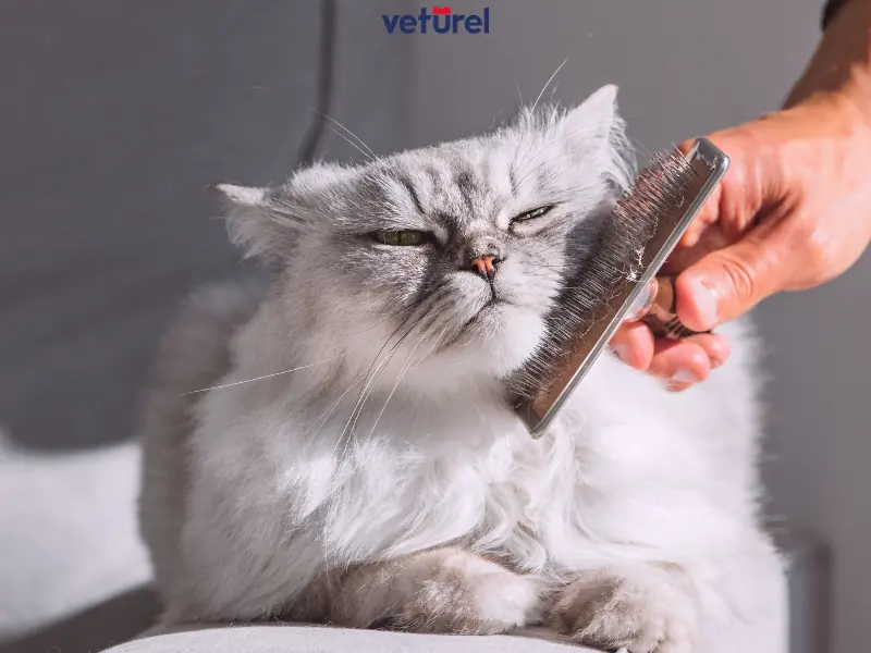 kedilerde tüy yumağı belirtileri