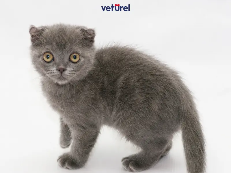 british shorthair sahiplenme