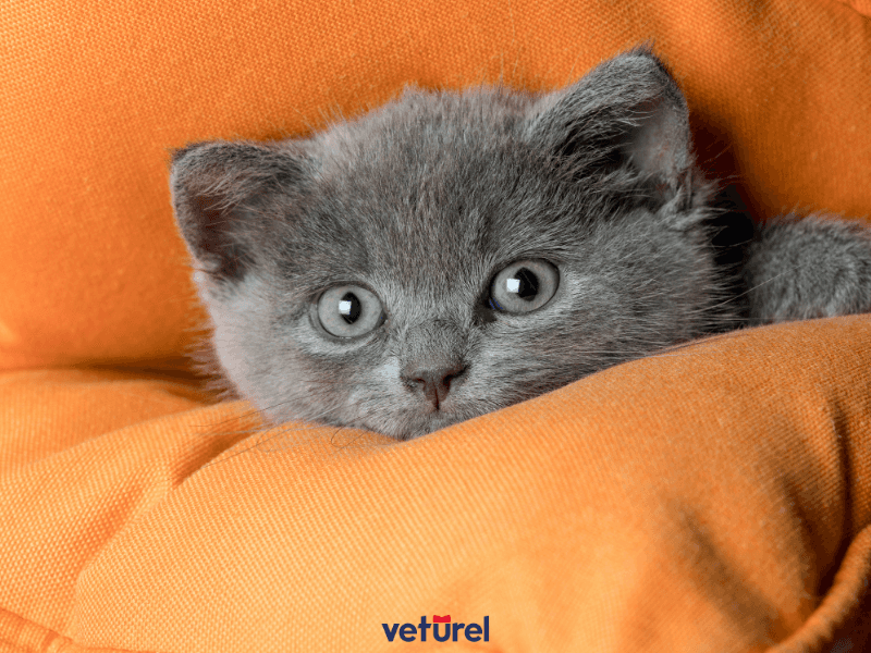 british yavru kedi