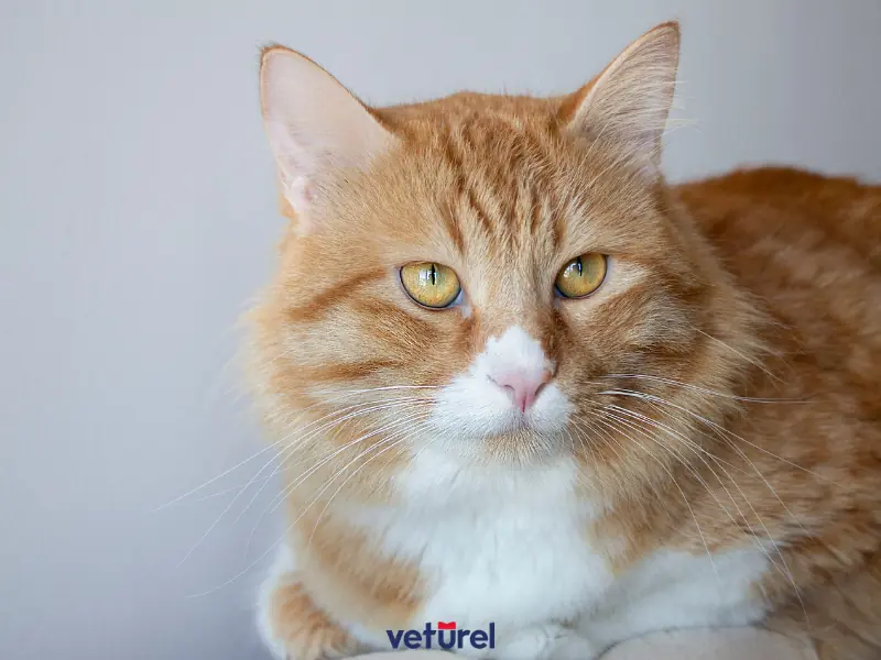 sarman kediler tüy döker mi 