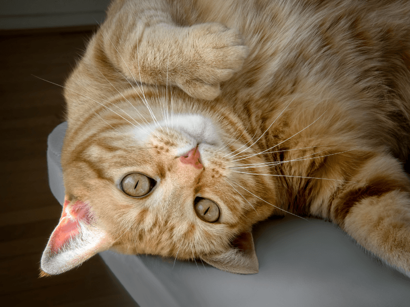 polidaktili kedi 
