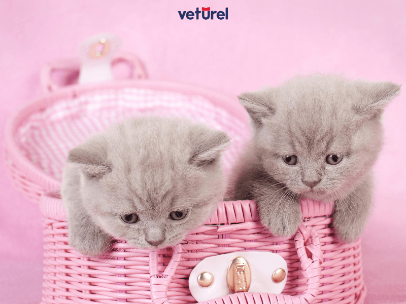 british shorthair hangi cinsle çiftleşir