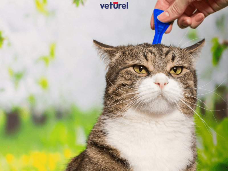 kedi iç dış parazit damlası nasıl kullanılır 