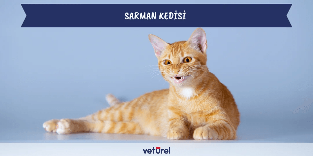 Sarman Kedi Özellikleri ve Bakımı
