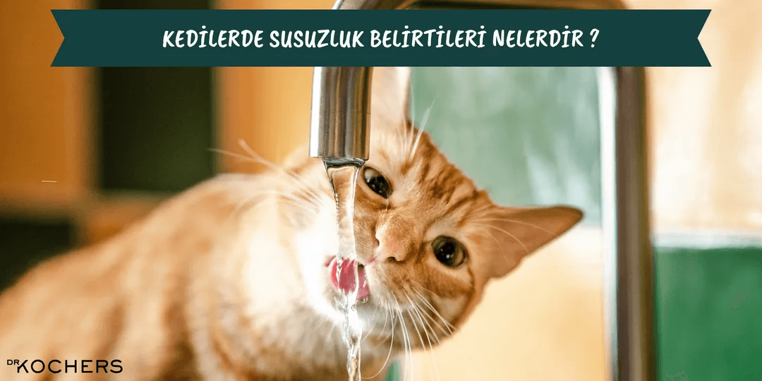 Kedilerde Susuzluk Belirtileri Nelerdir ?
