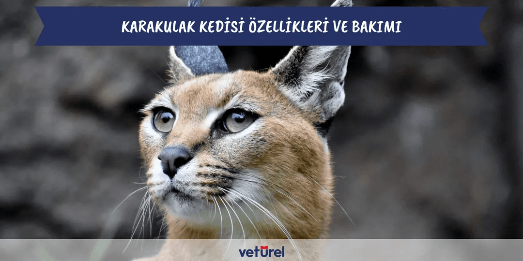 Karakulak Kedisi Özellikleri ve Bakımı