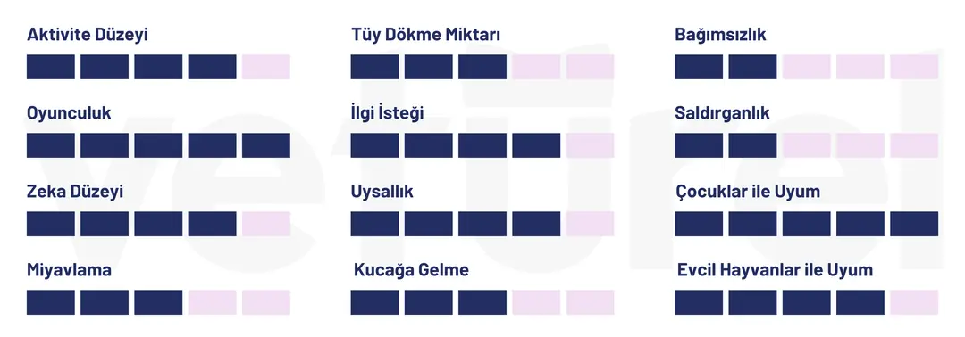 australian kedi özellikleri 