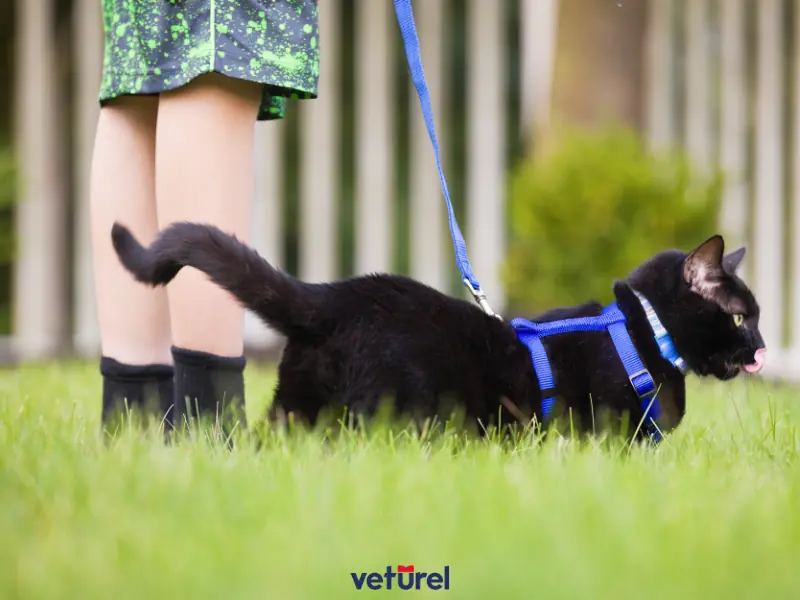 kediyi sokakta gezdirmek