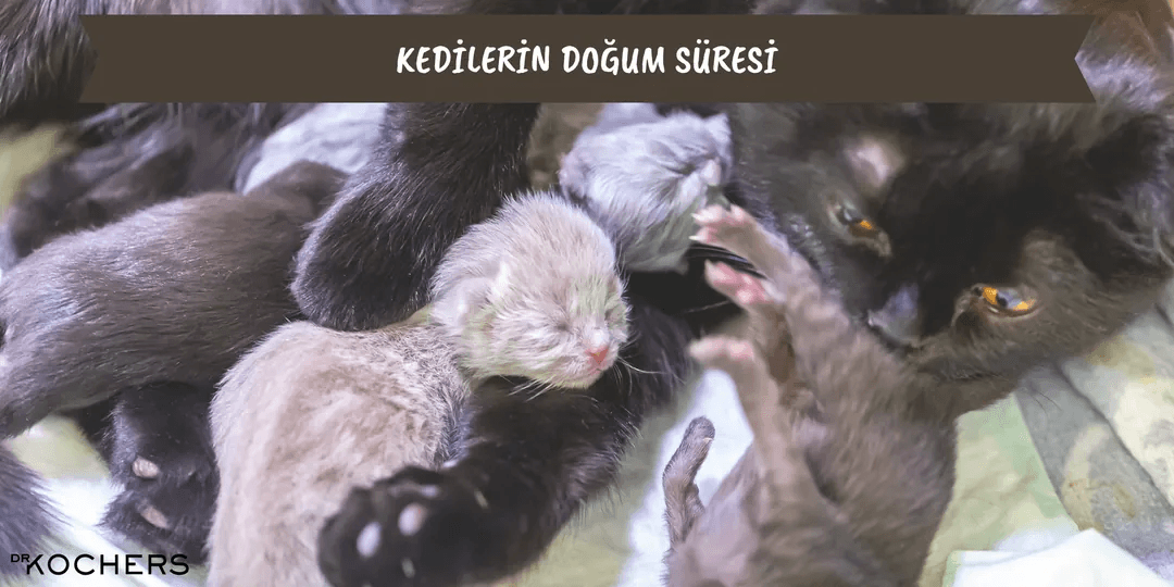 Kedilerin Doğum Süresi