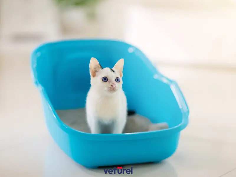 yavru kediler ne sıklıkla kaka yapar