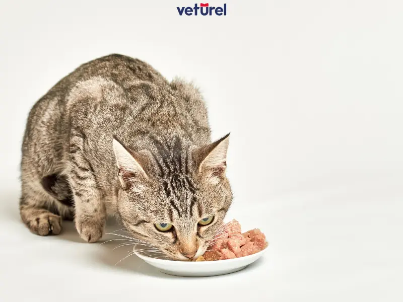 kedilere kilo aldıran yiyecekler