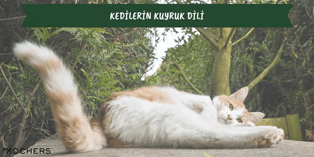 Kedilerin Kuyruk Dili