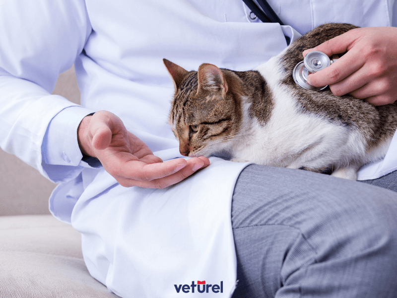 kedi iç parazit