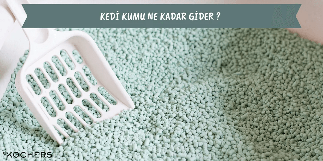 Kedi Kumu Ne Kadar Gider ?