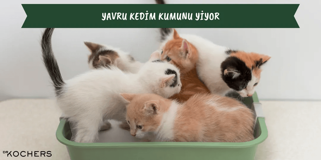 Yavru Kedim Kumunu Yiyor