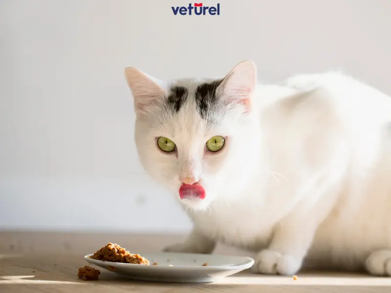 organik kedi maması 