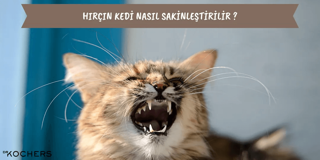 Hırçın Kedi Nasıl Sakinleştirilir ?