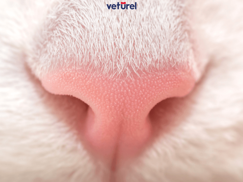 kedilerde burun tıkanıklığı