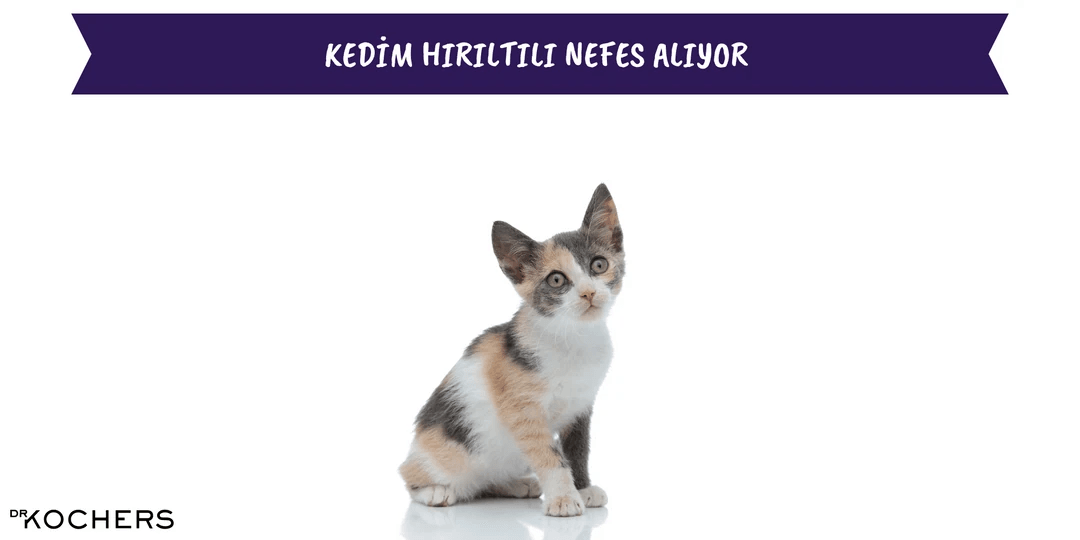 Kedim Hırıltılı Nefes Alıyor