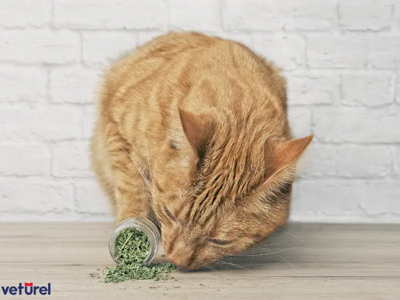 kedilerin sevmediği kokular