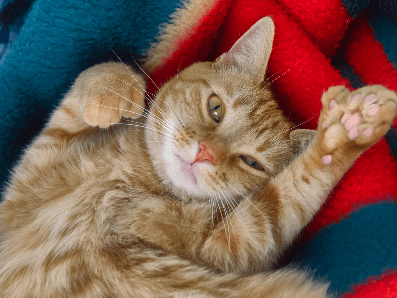 polidaktili kedi 